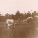 gardien de vaches, Jolieu photo