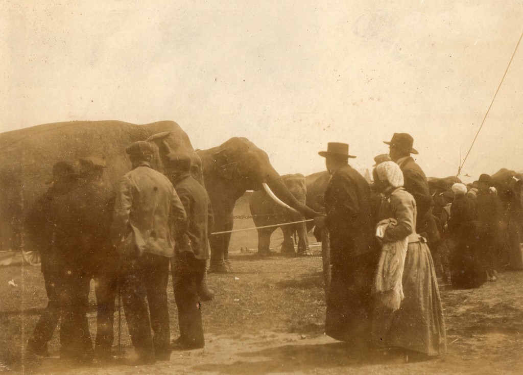 Éléphants de passage à Perpignan.