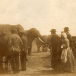 Éléphants de passage à Perpignan.